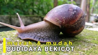 BUDIDAYA BEKICOT CARA MUDAH DENGAN MODAL MURAH | Anak Kampung Ternak Bekicot