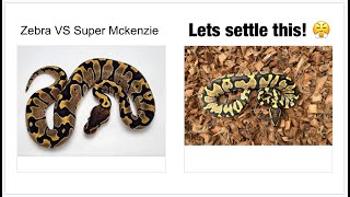 Controversial Ball Python Names/Morphs