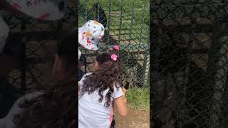 Tatlış maymuşlar 🐒🐵 #keşfet #shorts #india