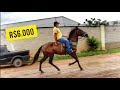 🐎#98 FEIRA DE CAVALO EM CARUARU PE - CAVALO TOP DE R$6.000!! (13/04/2021)