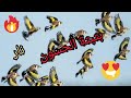 بتبتة ألف حسون لتجهيز الحسون و إخراجه من الصمت أقسم بالله أنها مجربة بتبتة ألف حسون لتجهيز الحسون و إخراجه من الصمت أقسم بالله أنها مجربة