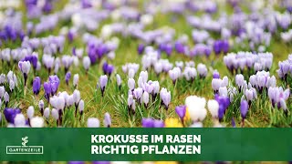 Krokusse In Rasen Pflanzen - Darauf Solltest Du Unbedingt Achten