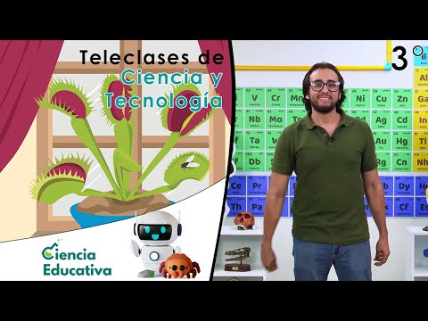 Vídeo: Mimosa tímida. Recursos crescentes