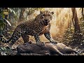 Wild Life Amazon Jungle Predators And Survival 