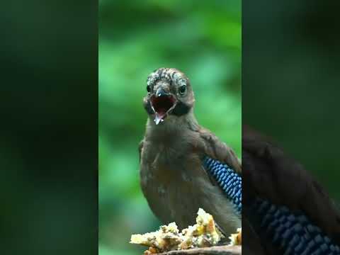 Relax Relaxation Short Chinese Bamboo Flute Relaxation MusicStress Relief Calming Music Meditação 