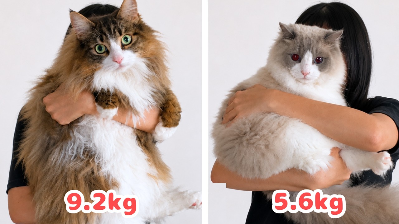 ねこじろう How Happy Every Day Becomes Living with 2 Giant Cats!【Norwegian