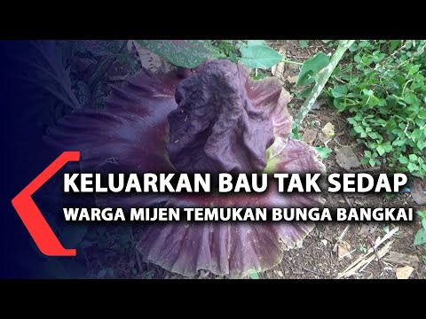 Video: Apakah bunga bangkai bau?