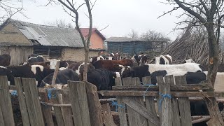 Download Lagu Oamenii dintr-un sat din Iași, terorizați de o cireadă de vaci MP3 Download Lagu Oamenii dintr-un sat din Iași, terorizați de o cireadă de vaci MP3