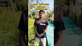 Safed Chandan ki kheti: Lakho ki kamayi! 💸 #youtubeshorts #sandalwood #whitesandalwood #farming