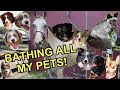 Giving all my Pets a bath in one video! I 10 dogs & Horses