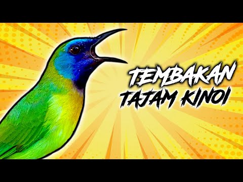 KINOI ||MASTERAN FULL BESETAN \u0026 TEMBAKAN TAJAM