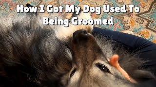 How I Got My Dog Used To Being Groomed As A Puppy by Kumo and Sully 184 views 3 weeks ago 4 minutes, 54 seconds