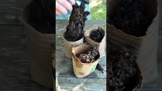 How to make biodegradable planter pots! 🪴 #cardboard #gardening #spring #planting