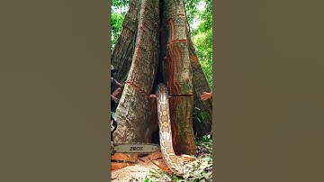 Man Faces Giant Snake While Using Chainsaw in the Jungle#woodworking #chainsaw