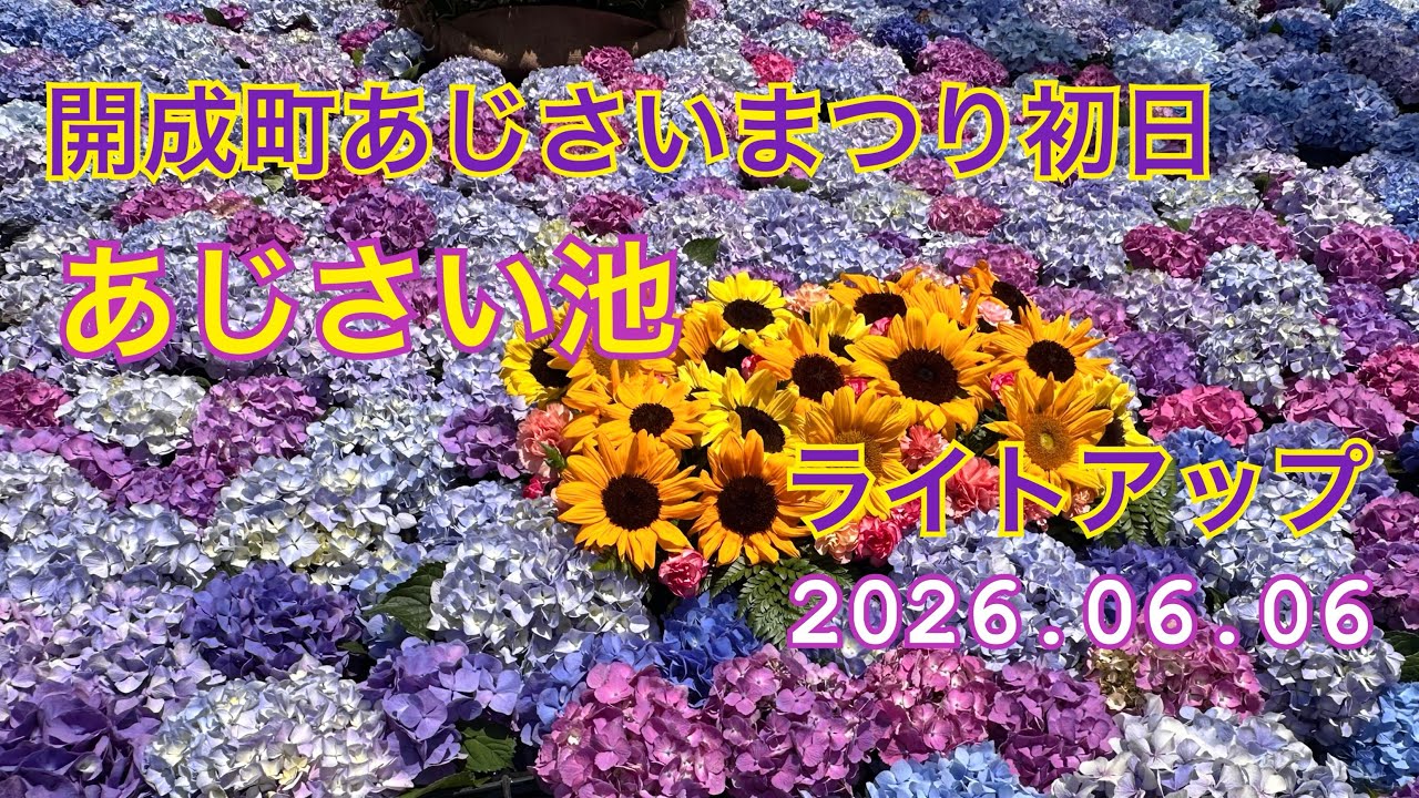 あじさいまつり初日☆あじさい池☆ライトアップ☆2026.06.06 - YouTube