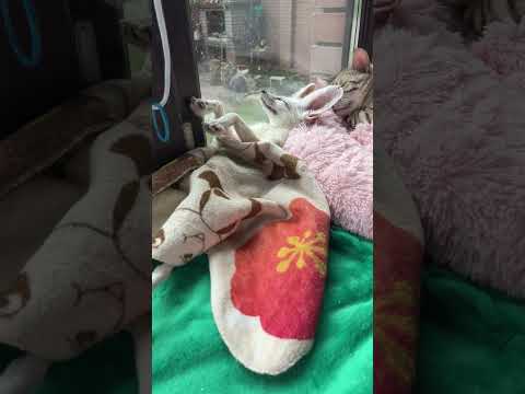 #shorts #sleep #wow #viral #bestfriend  Foxes sleep on their backs!??