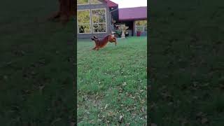 Incoming  Irish Setter Pup