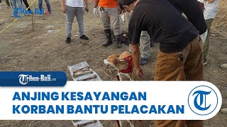 Mochi, Anjing Kesayangan PNS Semarang Korban Mutilasi Bantu Cari Bagian Tubuh Majikannya