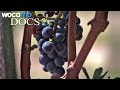 Global warming and wine | Viticulture and Climate Change (HD 1080p)