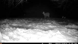 Archive Files of Trail Camera 2 Compilation 20260213 B