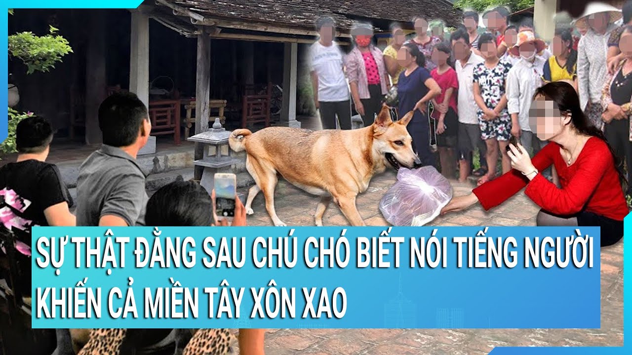 Sự thật đằng sau chú chó biết nói tiếng người khiến cả miền Tây xôn xao
