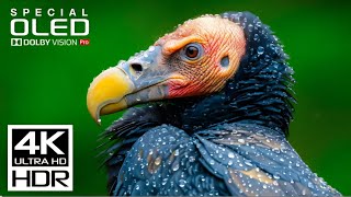 4K Wildlife Animation Video 4K ULTRA 120FPS HDR OLED DOLBY ATMOS VERSION VIDEO WITH RELAXATION MUSIC
