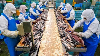 Процесс производства 50 000 сушеных рыб. Один из крупнейших рыбных заводов в Японии