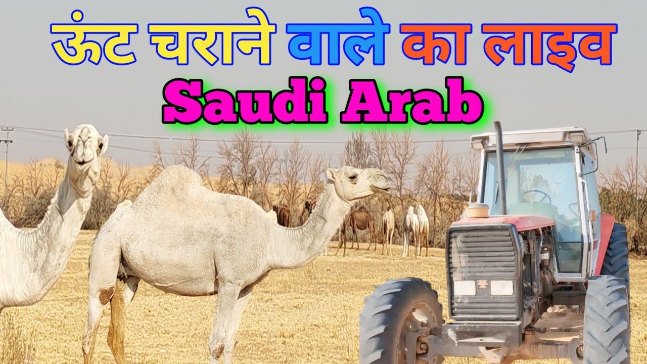 Saudi Arab Mein Vote Kaise Chalate Hain Camel Saudi Arabia Arvindupvlogs ✅ सऊदी अरब 