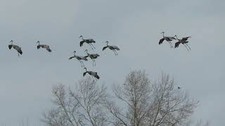 SANDHILL CRANES COMIN IN FOR A LANDING...FUNNY!