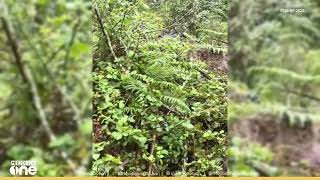 Download Lagu 'എൻെ്റ മോനെ... കടുവയോ.. ഞാൻ വിചാരിച്ച് മരം മുറിച്ച് വെച്ചതാണെന്ന്..' MP3 Download Lagu 'എൻെ്റ മോനെ... കടുവയോ.. ഞാൻ വിചാരിച്ച് മരം മുറിച്ച് വെച്ചതാണെന്ന്..' MP3