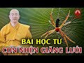 Bài học từ con nhện giăng lưới (CỰC HAY)  | Thầy Thích Trúc Thái Minh | PGVN