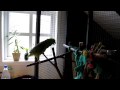 yellow naped amazon parrot "Canon ixus 110 IS test" HD