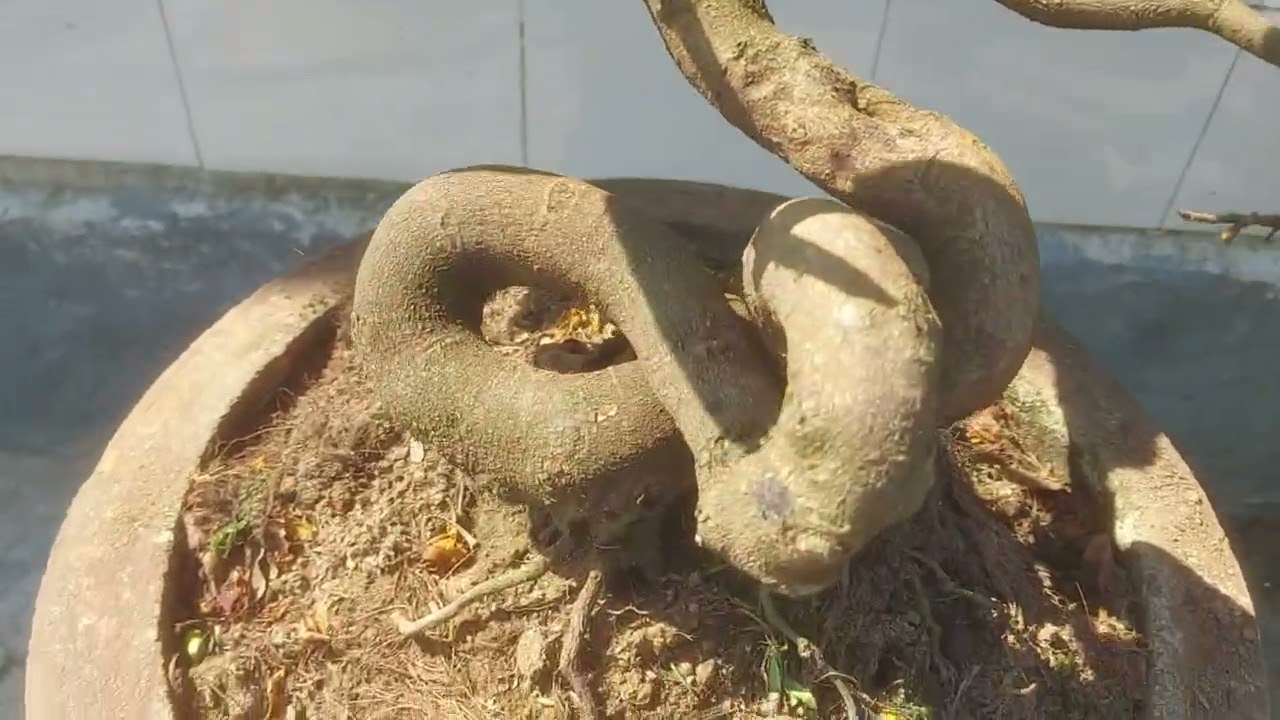 Cây giao lưu, zalo: 0392420357, ( cây số 136)