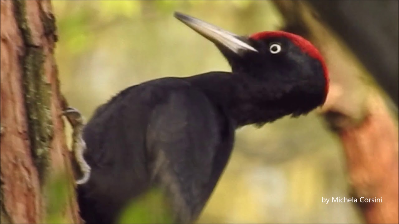Picchio nero - Black woodpecker - Dryocopus martius
