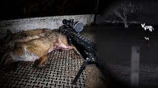 Rabbit & Fox Shooting With A 6.5 PRC...