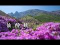 【仙酔峡】満開のミヤマキリシマを見てきました（阿蘇山）