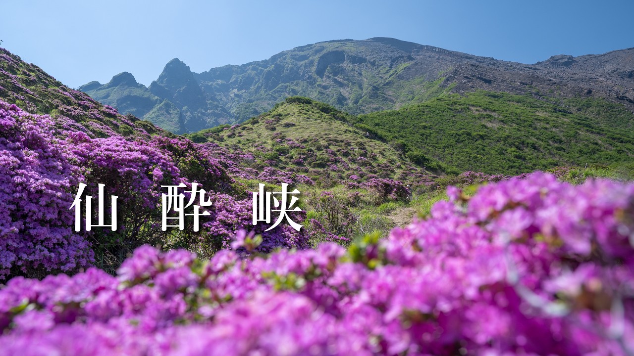 【仙酔峡】満開のミヤマキリシマを見てきました（阿蘇山）