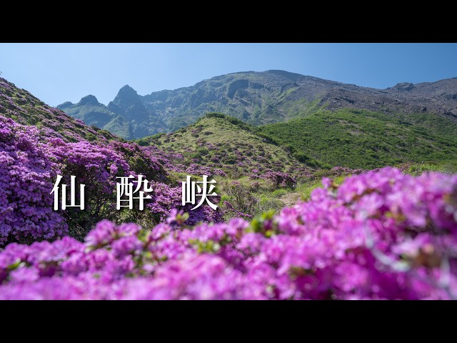 仙酔峡】満開のミヤマキリシマを見てきました（阿蘇山） - YouTube