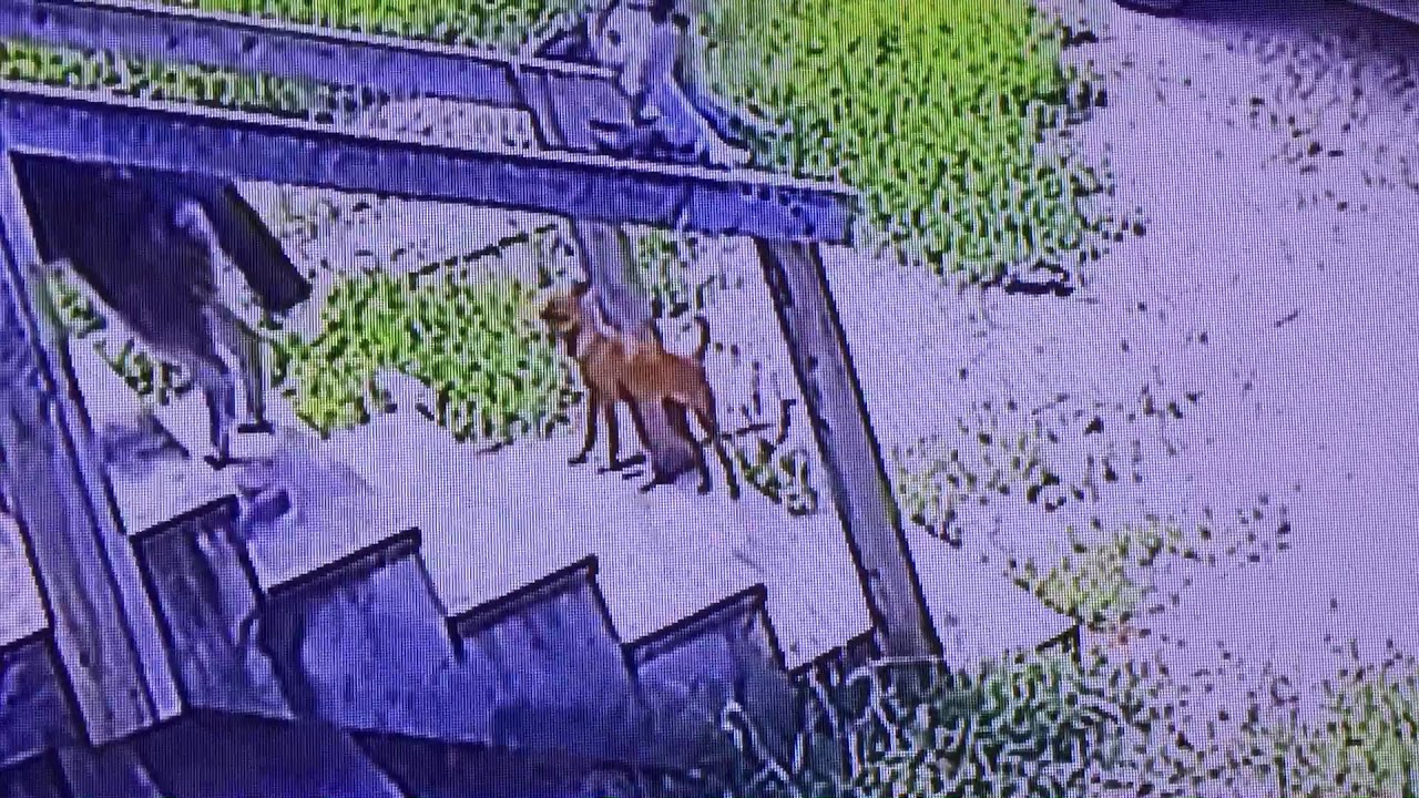 Dog falls down steps YouTube