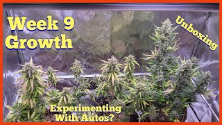 WEEK 9 OF GROWTH AND AUTOFLOWER EXPERIMENTATION TALK
