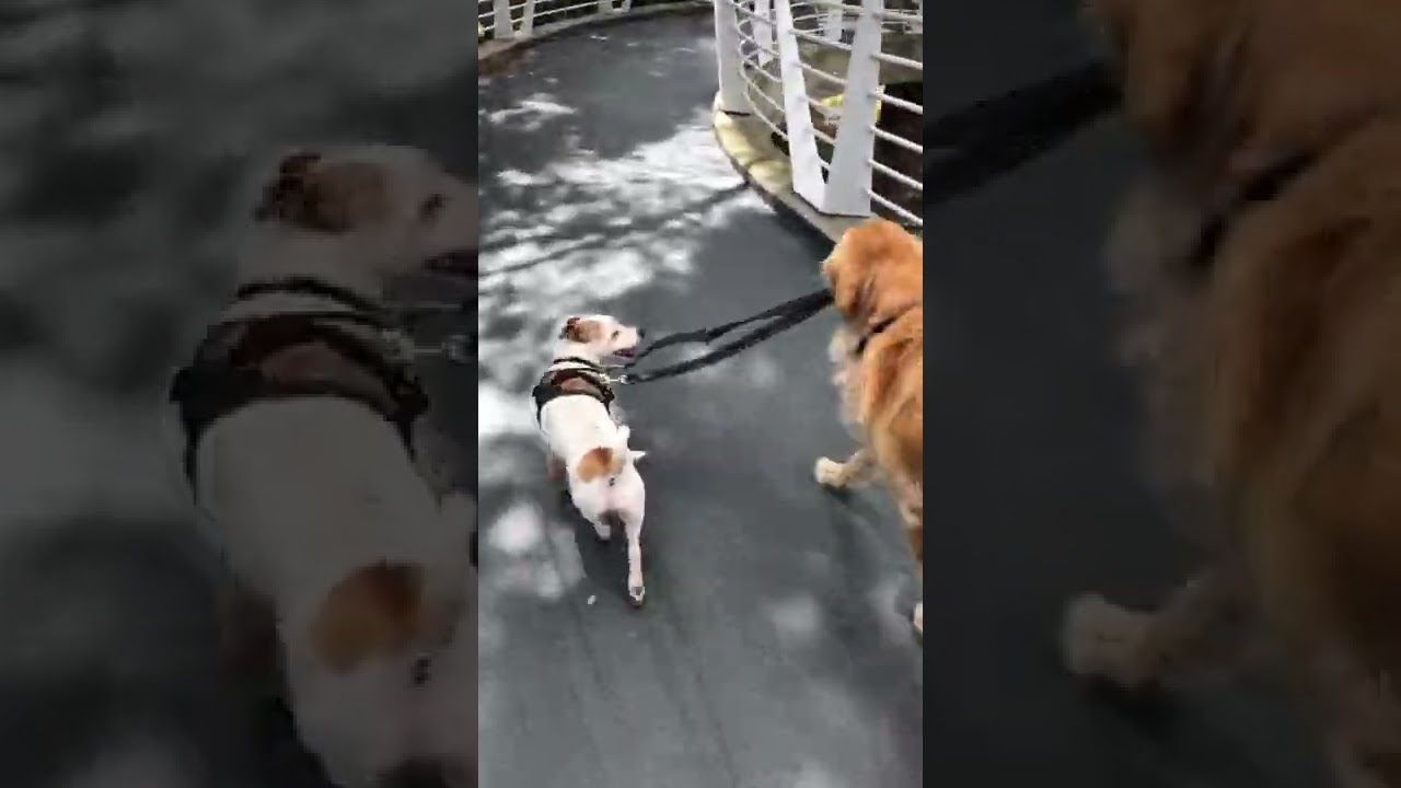 Best Cape Town Dog Trainer & Dog Walker 2022