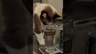 Buffy’s drinking beer now #dontworry #itswater #cat