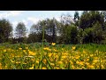 Spring meadow with beautiful flowers. Background sounds of nature, the wind, insects are buzzing.