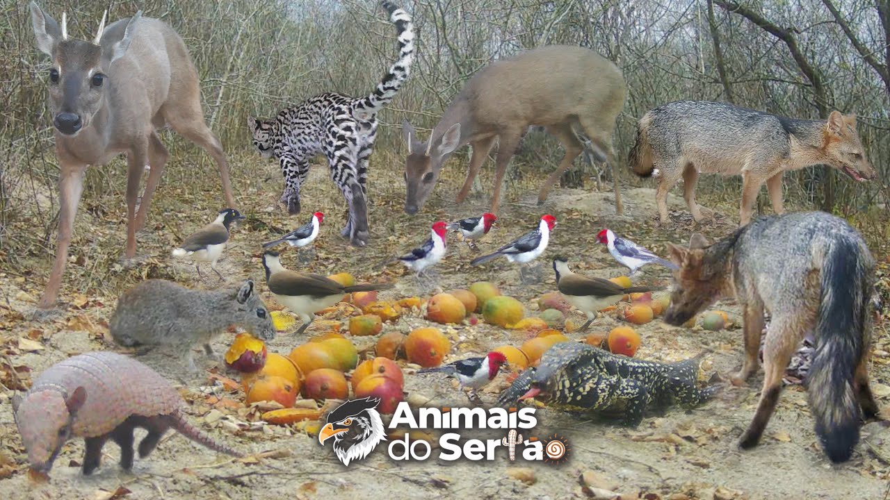 FINALMENTE CONSEGUI FILMAR UM VEADO. COLOQUEI FRUTAS EM DOIS PONTOS