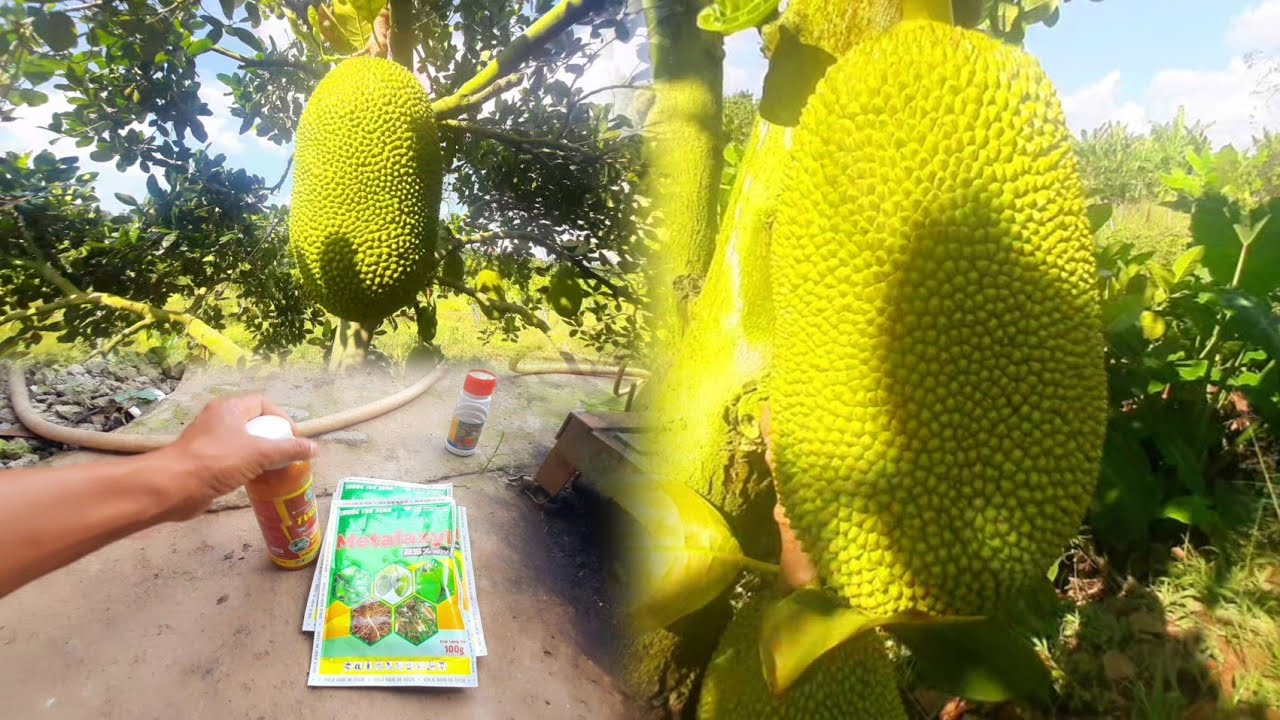 LNCT - Chia Sẽ Cách Phun Thuốc Phòng Ngừa Thúi Mầu Và Trái Giai Đoạn Thời Tiết Mưa Đột Ngột 