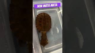 New Mata mata #music #cover #newmusic #song #songwriter #animals #turtle #shorts #fyp #pets