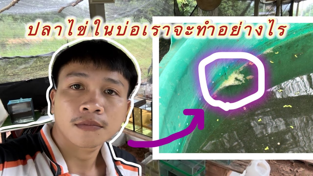 วิธีแยกไข่ออกจากพ่อแม่ปลากัดรัดกันเองในบ่อ