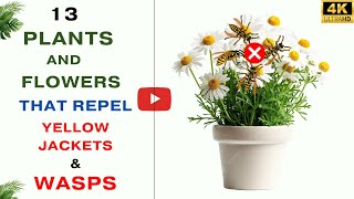 13 Plants and Flowers that Repel Yellow Jackets and Wasps