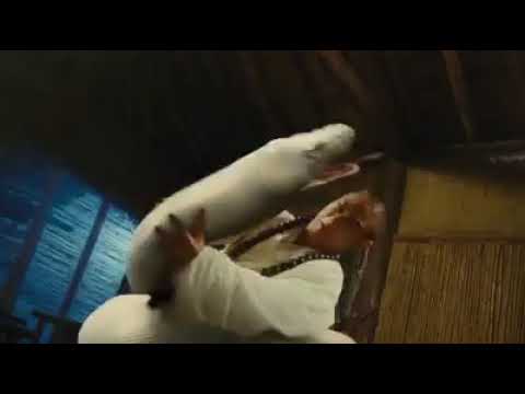 اقوى افلام جيتلي التي لم يسبق لك مشاهدتها في صراعه مع الثعابين