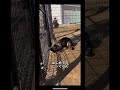 野犬と二年間生活してみた結果